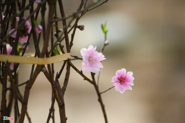 hang-nghin-goc-dao-khong-the-tieu-thu-cho-giai-cuu-o-chi-linh