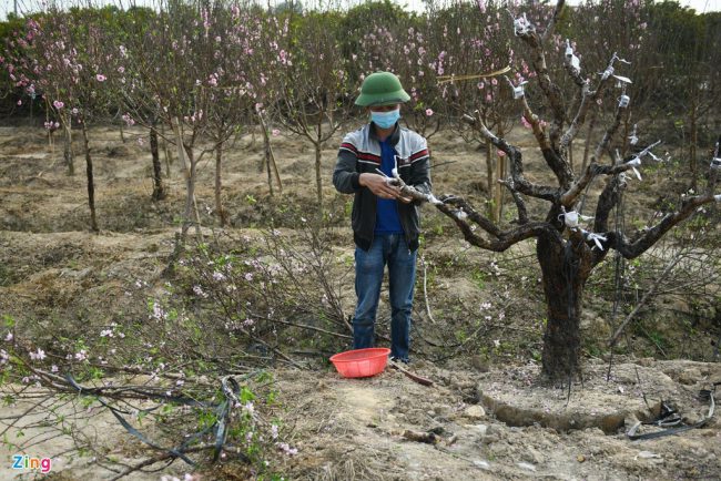 hang-nghin-goc-dao-khong-the-tieu-thu-cho-giai-cuu-o-chi-linh