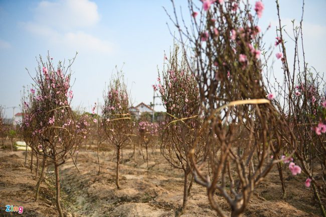 hang-nghin-goc-dao-khong-the-tieu-thu-cho-giai-cuu-o-chi-linh