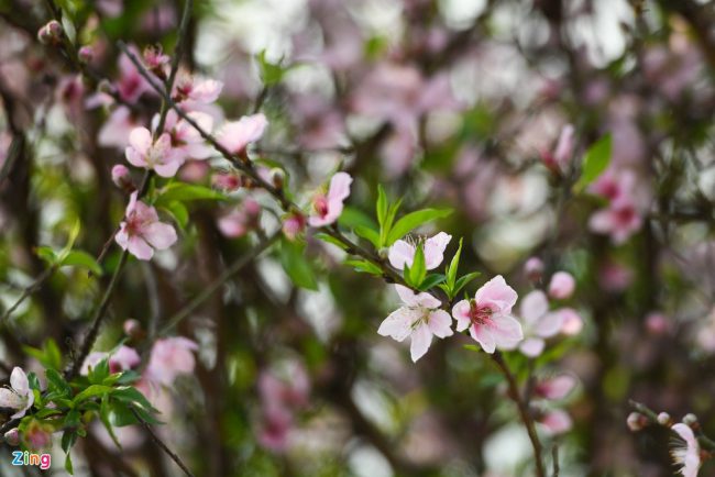 hang-nghin-goc-dao-khong-the-tieu-thu-cho-giai-cuu-o-chi-linh