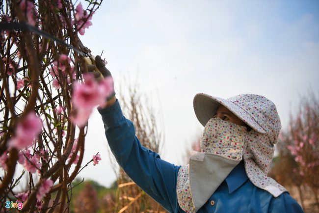 hang-nghin-goc-dao-khong-the-tieu-thu-cho-giai-cuu-o-chi-linh