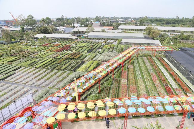 lang-hoa-tram-tuoi-o-mien-tay-ron-rang-du-khach