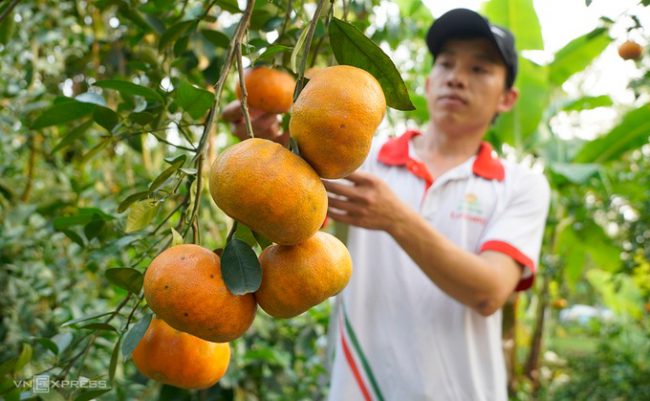 thu-phu-quyt-hong-lai-vung-tim-lai-thoi-hoang-kim