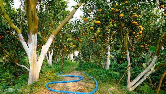 thu-phu-quyt-hong-lai-vung-tim-lai-thoi-hoang-kim