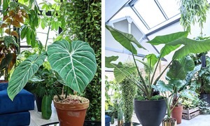 chang-trai-co-bo-suu-tap-cay-de-ra-tien