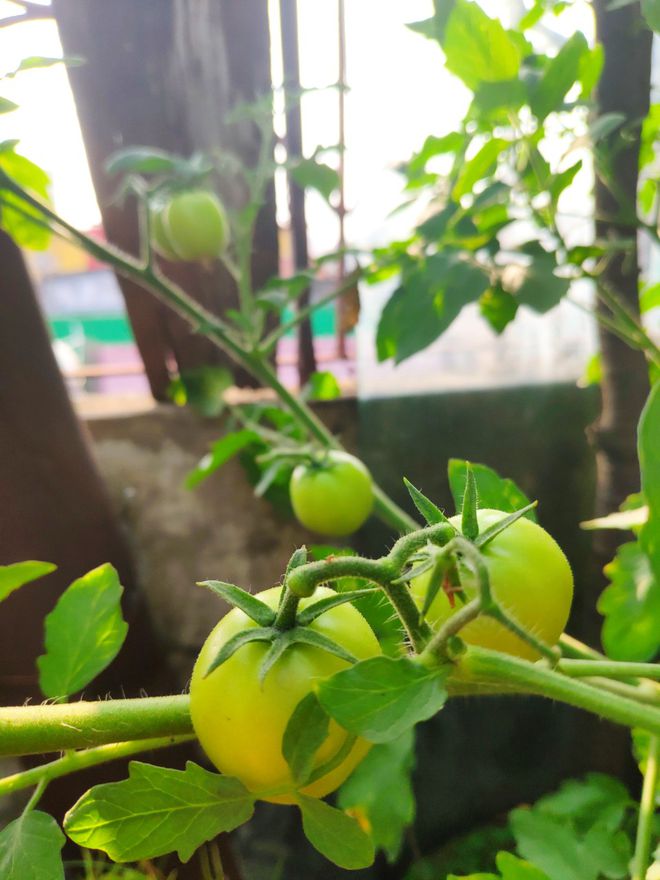 hai-phu-nu-bien-bai-rac-san-thuong-thanh-vuon-rau-cu-qua-xanh-muot