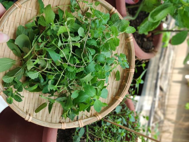 hai-phu-nu-bien-bai-rac-san-thuong-thanh-vuon-rau-cu-qua-xanh-muot