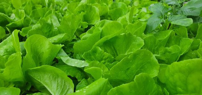 hai-phu-nu-bien-bai-rac-san-thuong-thanh-vuon-rau-cu-qua-xanh-muot