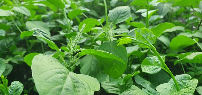 hai-phu-nu-bien-bai-rac-san-thuong-thanh-vuon-rau-cu-qua-xanh-muot