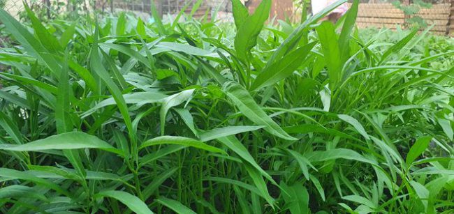 hai-phu-nu-bien-bai-rac-san-thuong-thanh-vuon-rau-cu-qua-xanh-muot