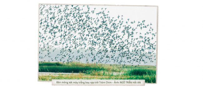 tram-chim-lai-rop-bong-chim