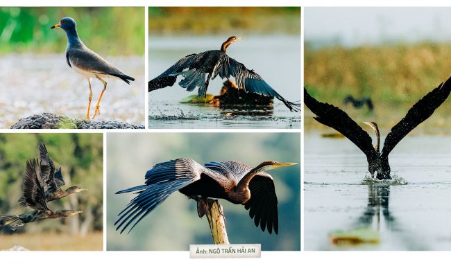 tram-chim-lai-rop-bong-chim