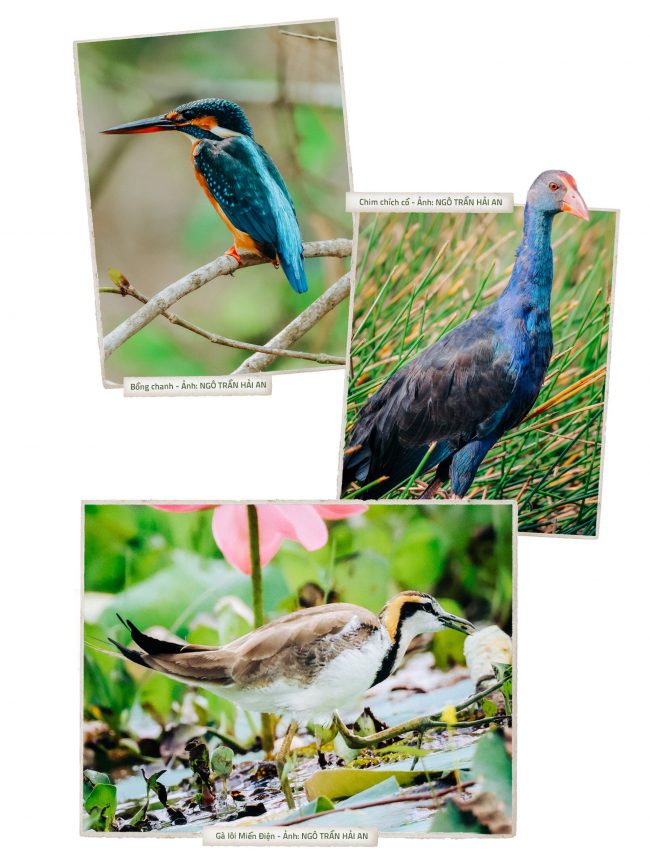 tram-chim-lai-rop-bong-chim