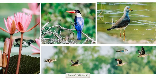 tram-chim-lai-rop-bong-chim