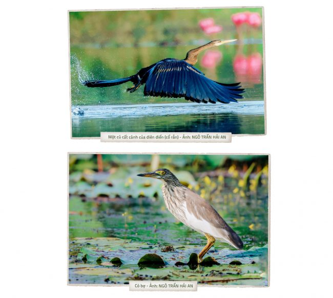 tram-chim-lai-rop-bong-chim