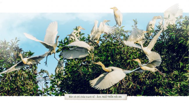 tram-chim-lai-rop-bong-chim