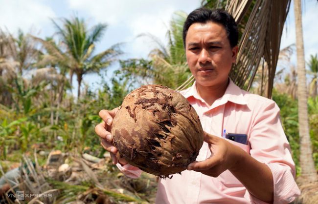 don-bo-vuon-dua-vi-sau-ngoai-lai-pha-hoai