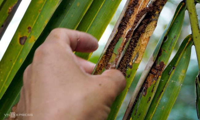 don-bo-vuon-dua-vi-sau-ngoai-lai-pha-hoai