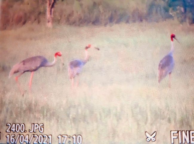 seu-dau-do-ve-vuon-quoc-gia-tram-chim