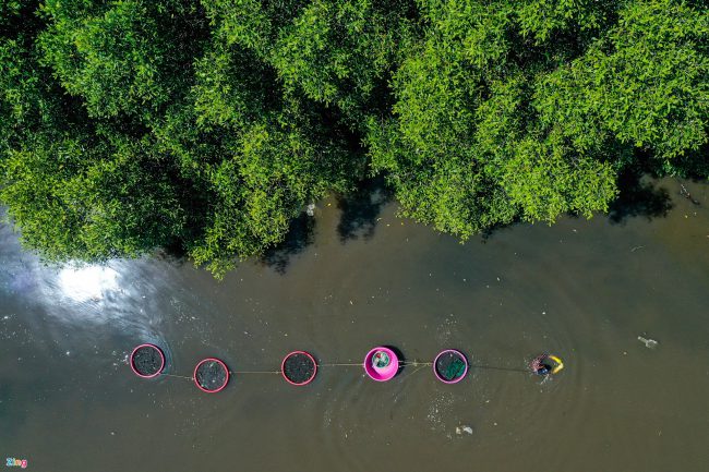 bat-ca-cao-oc-o-rung-ngap-man-giua-tp-phan-thiet