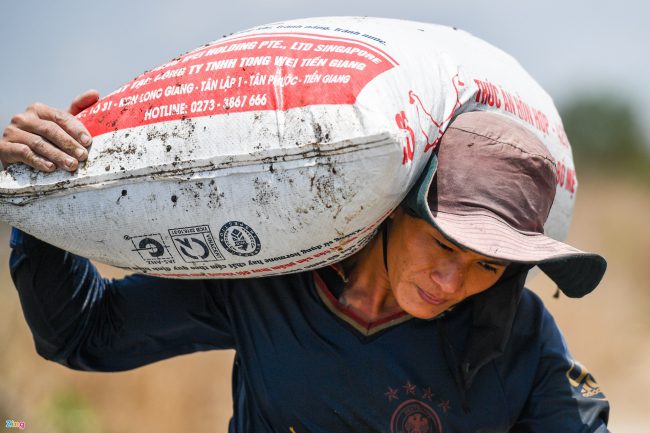bat-ca-cao-oc-o-rung-ngap-man-giua-tp-phan-thiet