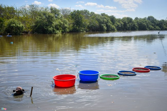 bat-ca-cao-oc-o-rung-ngap-man-giua-tp-phan-thiet