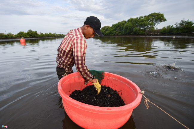 bat-ca-cao-oc-o-rung-ngap-man-giua-tp-phan-thiet