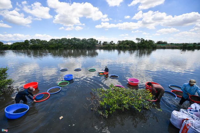 bat-ca-cao-oc-o-rung-ngap-man-giua-tp-phan-thiet