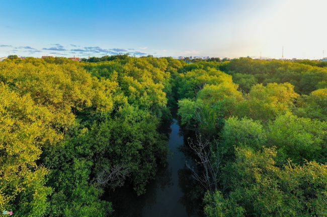 bat-ca-cao-oc-o-rung-ngap-man-giua-tp-phan-thiet