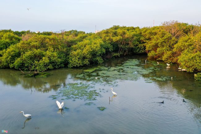 bat-ca-cao-oc-o-rung-ngap-man-giua-tp-phan-thiet