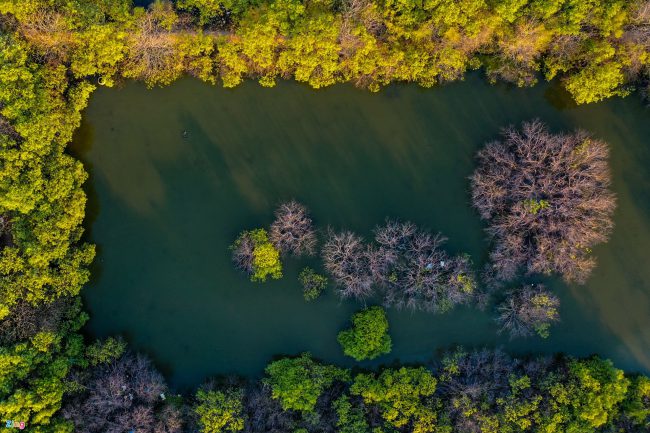 bat-ca-cao-oc-o-rung-ngap-man-giua-tp-phan-thiet