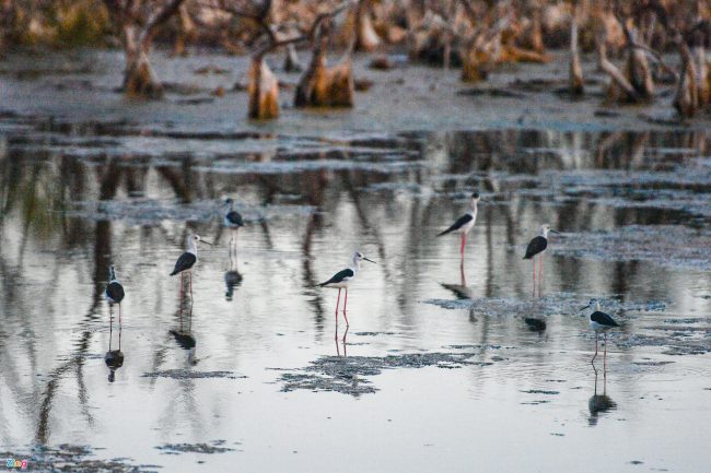 bat-ca-cao-oc-o-rung-ngap-man-giua-tp-phan-thiet