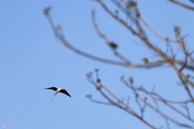 bat-ca-cao-oc-o-rung-ngap-man-giua-tp-phan-thiet