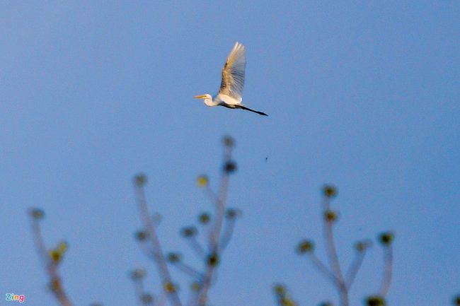 bat-ca-cao-oc-o-rung-ngap-man-giua-tp-phan-thiet