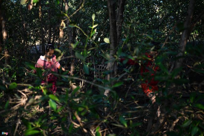 bat-ca-cao-oc-o-rung-ngap-man-giua-tp-phan-thiet