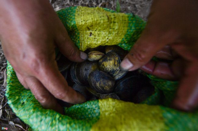 bat-ca-cao-oc-o-rung-ngap-man-giua-tp-phan-thiet