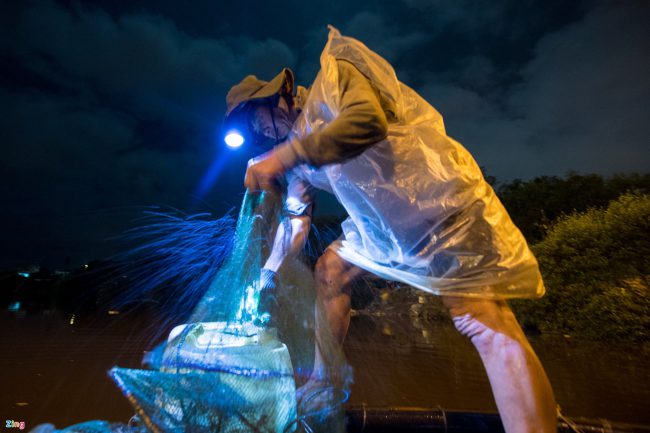 bat-ca-cao-oc-o-rung-ngap-man-giua-tp-phan-thiet