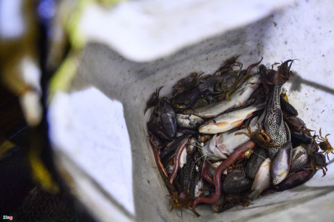 bat-ca-cao-oc-o-rung-ngap-man-giua-tp-phan-thiet