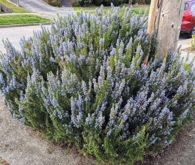 nhung-loai-cay-duoi-con-trung-cho-mua-he