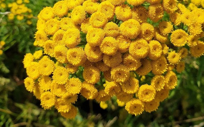 nhung-loai-cay-duoi-con-trung-cho-mua-he