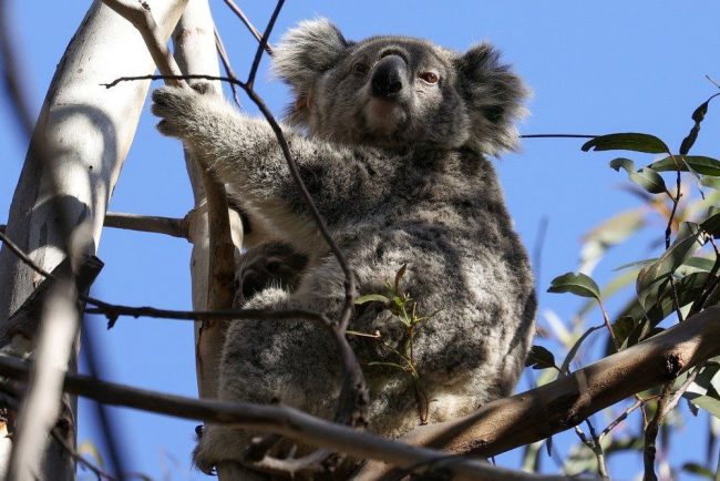 gau-koala-co-nguy-co-tuyet-chung-o-australia
