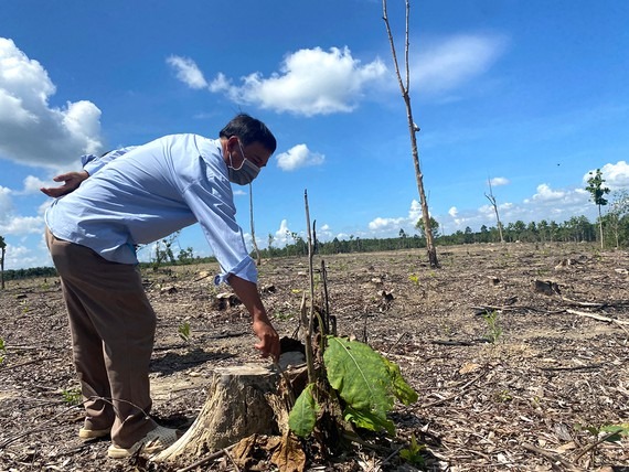 xac-xo-rung-phong-ho-la-nga